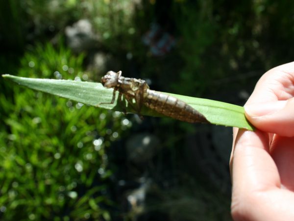 Garten - Libelle