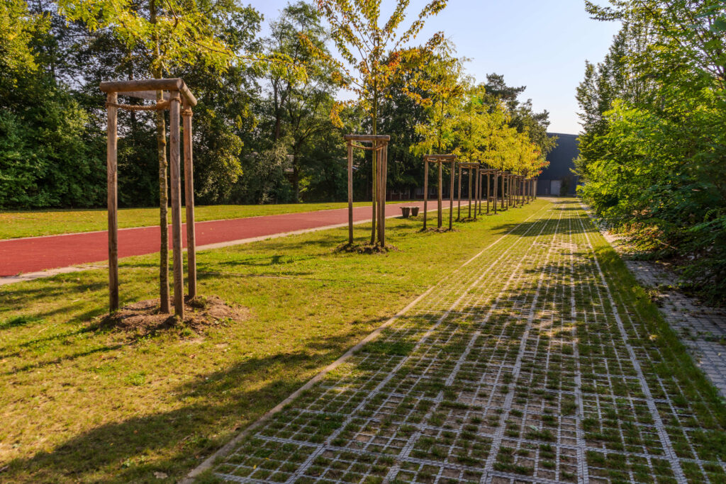 Gepflegte Parklandschaft mit jungem Baum und Gehweg bei sonnigem Wetter.