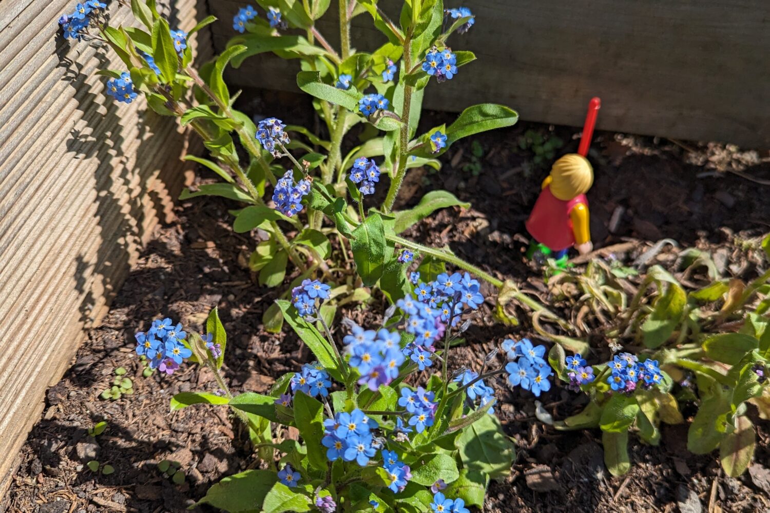 Vergissmeinnicht-Blumen im Garten neben einer kleinen, bunten Spielfigur.