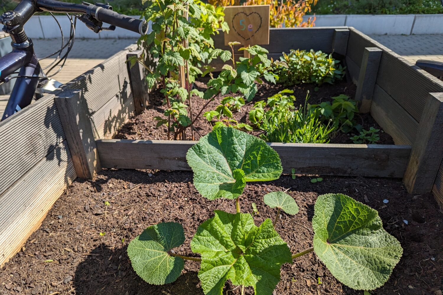 Hochbeet im Sonnenschein mit grünen Pflanzen, Fahrradlenker sichtbar.