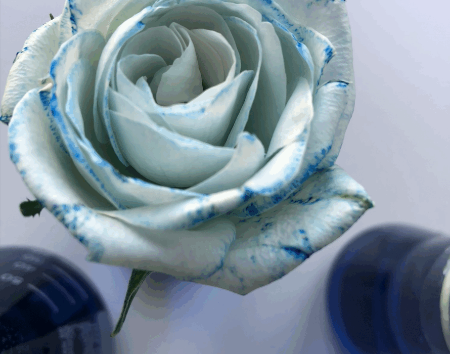Hellblaue Rose mit blauen Rändern, zwei dunkle Flaschen im Hintergrund.